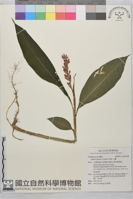 山薑藏品圖，第1張