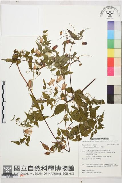 小木通藏品圖，第1張