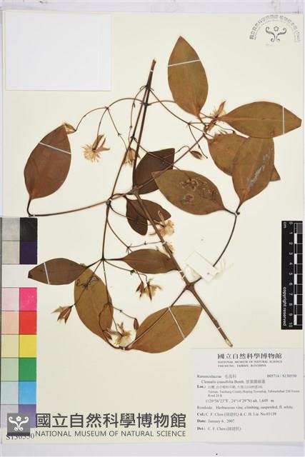 厚葉鐵線蓮藏品圖，第1張