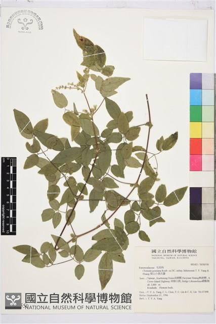 梨山小蓑衣藤藏品圖，第1張