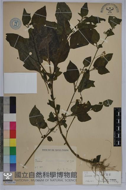 龍葵藏品圖，第1張