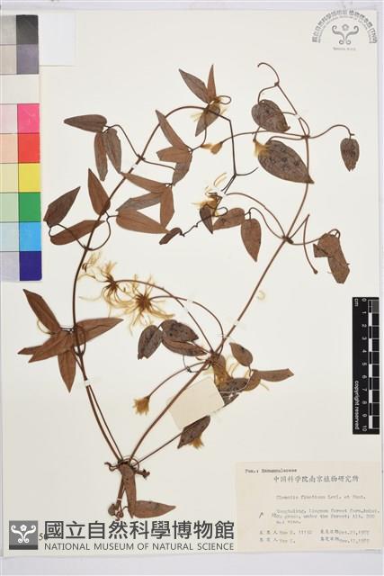 山木通藏品圖，第1張