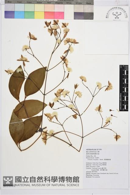 厚葉鐵線蓮藏品圖，第2張