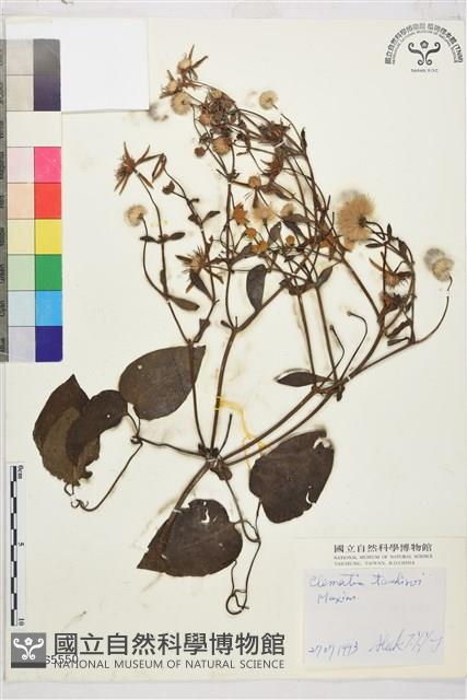 田代氏鐵線蓮藏品圖，第1張