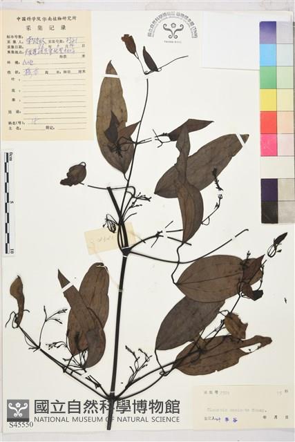 柱果鐵線蓮藏品圖，第2張