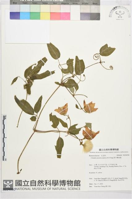 華中鐵線蓮藏品圖，第1張