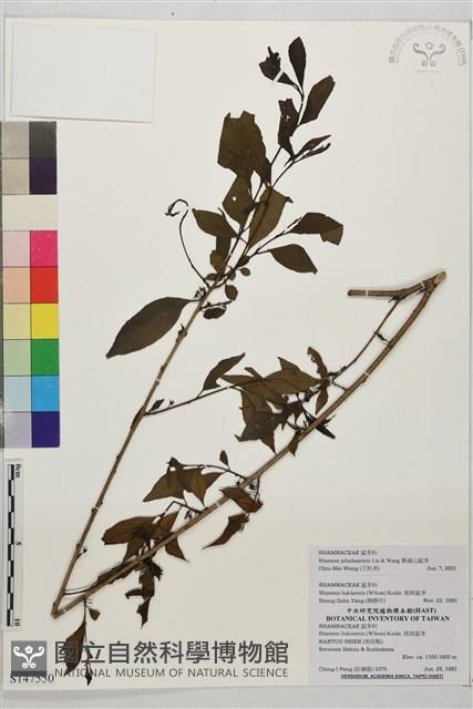 畢祿山鼠李藏品圖，第1張