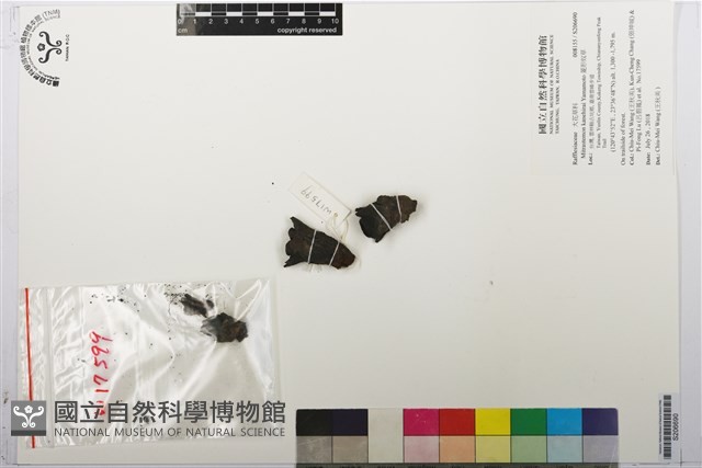菱形奴草藏品圖，第1張
