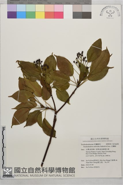 昆欄樹藏品圖，第1張