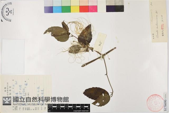 毛木通藏品圖，第1張