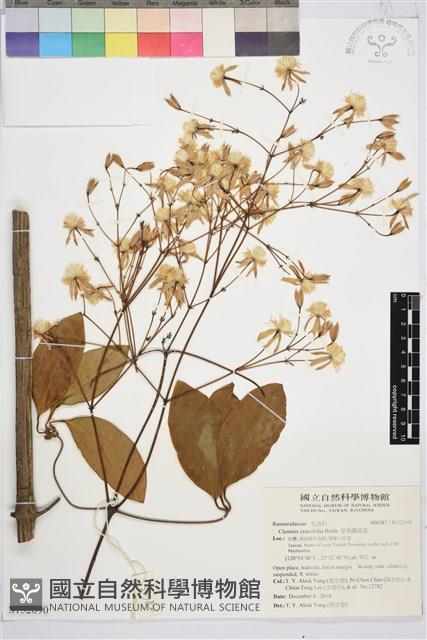 厚葉鐵線蓮藏品圖，第2張