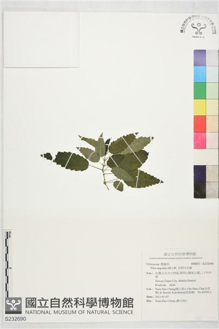 長柄冷水麻藏品圖，第1張