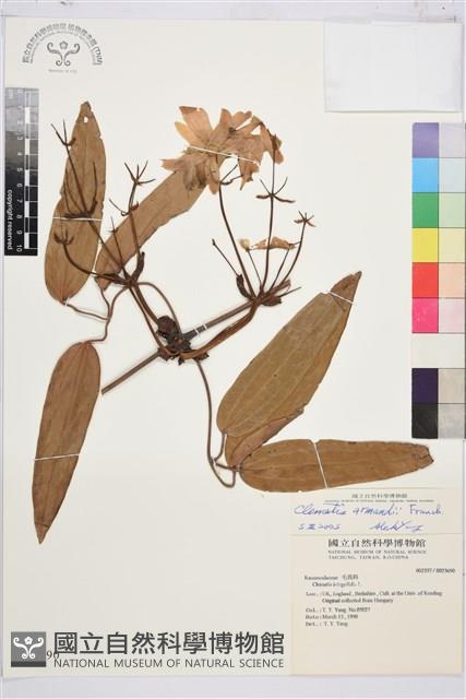 小木通藏品圖，第1張