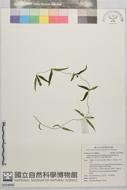 玉山肺形草、披針葉肺形草藏品圖，第1張