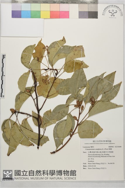 樟樹藏品圖，第1張