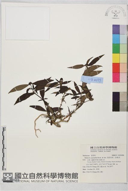 長節耳草、狗骨消藏品圖，第1張