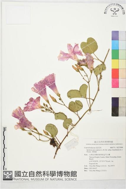 馬鞍藤藏品圖，第1張