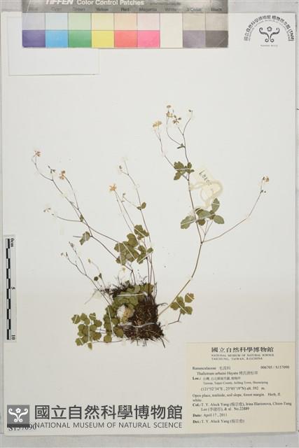 傅氏唐松草藏品圖，第1張