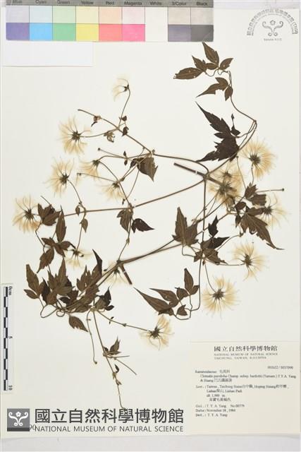 巴氏鐵線蓮藏品圖，第1張