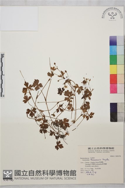 鹿場毛茛藏品圖，第1張