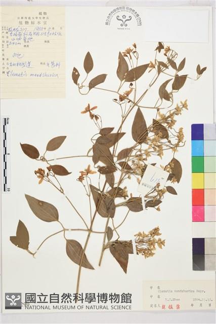 東北鐵線蓮藏品圖，第1張