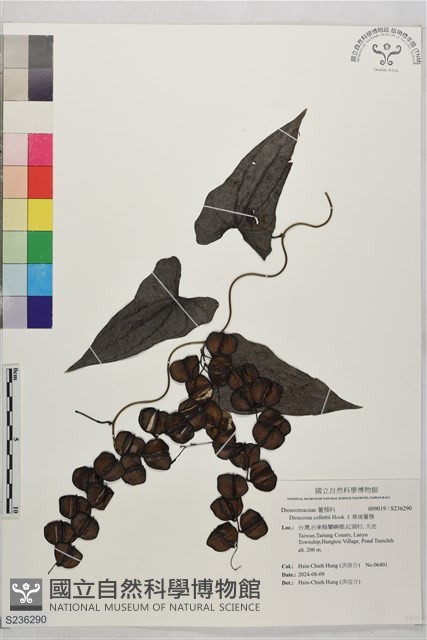 華南薯蕷藏品圖，第1張