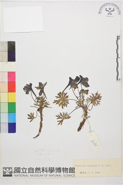 寬距翠雀花藏品圖，第1張