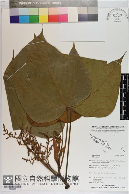 Accession Number:S200290 Collection Image