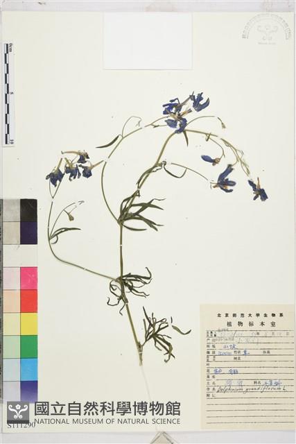 大花飛燕草藏品圖，第1張