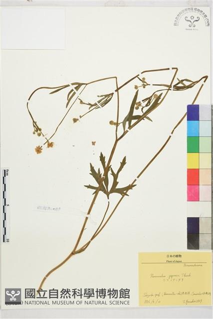 毛茛藏品圖，第1張