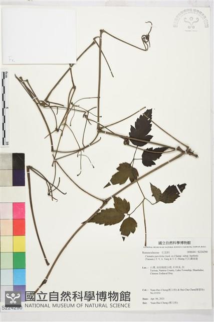 巴氏鐵線蓮藏品圖，第1張