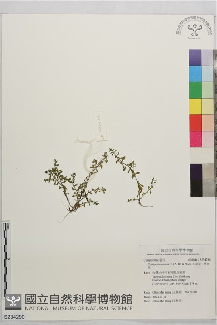 石胡荽、吐金草藏品圖，第1張