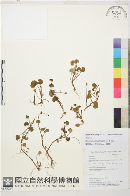 西南毛茛藏品圖，第1張