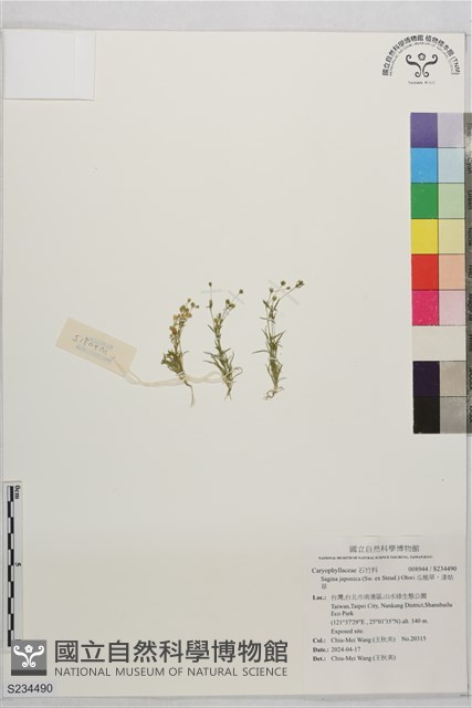 瓜槌草、漆姑草藏品圖，第1張