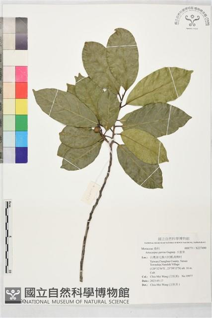 水蜜果藏品圖，第1張