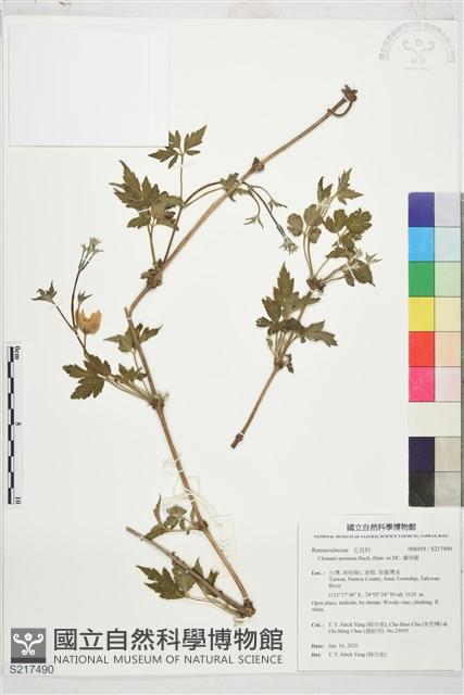 繡球藤藏品圖，第1張