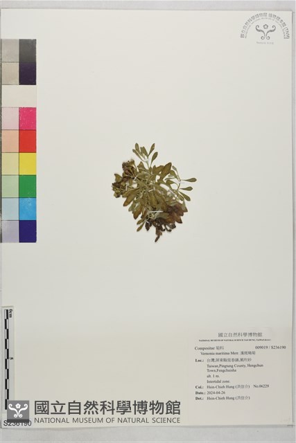 濱斑鳩菊藏品圖，第1張