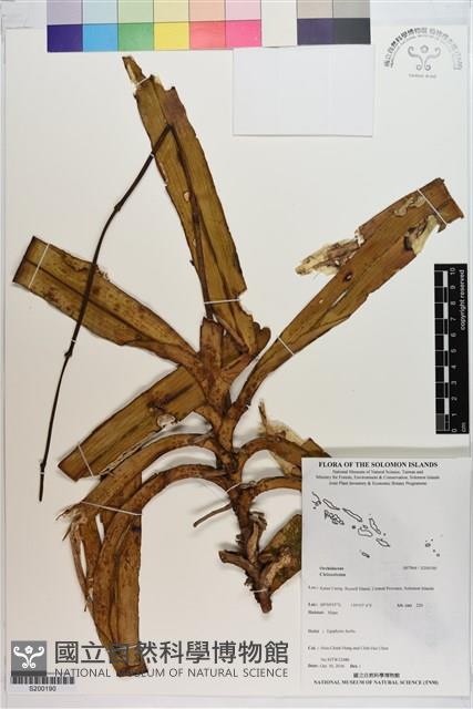 登錄號:S200190藏品圖，第1張