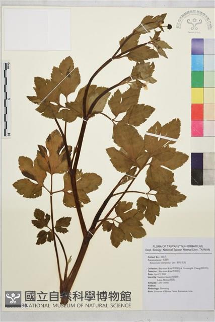 鉤柱毛茛藏品圖，第1張