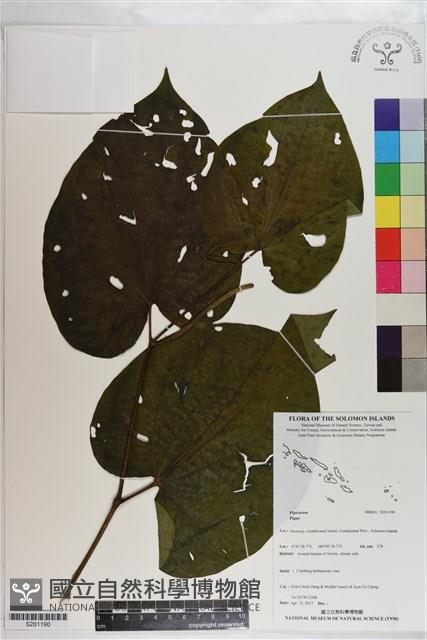 Accession Number:S201190 Collection Image