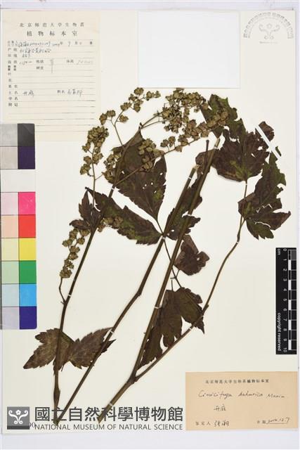 興安升麻藏品圖，第1張