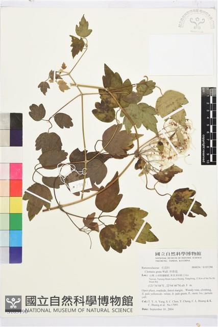 串鼻龍藏品圖，第1張