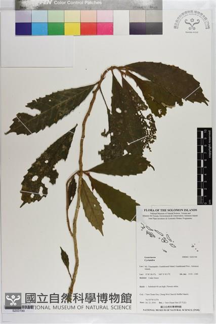 登錄號:S203190藏品圖，第1張