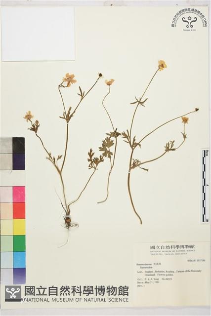 登錄號:S037190藏品圖，第1張