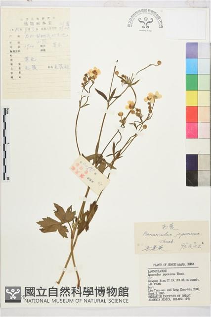 毛茛藏品圖，第1張