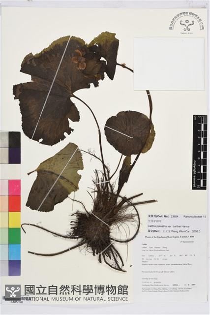 空莖驢蹄草藏品圖，第1張