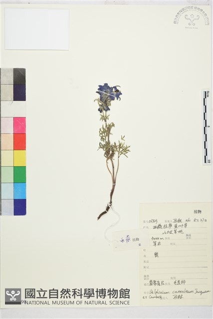 藍翠雀花藏品圖，第1張