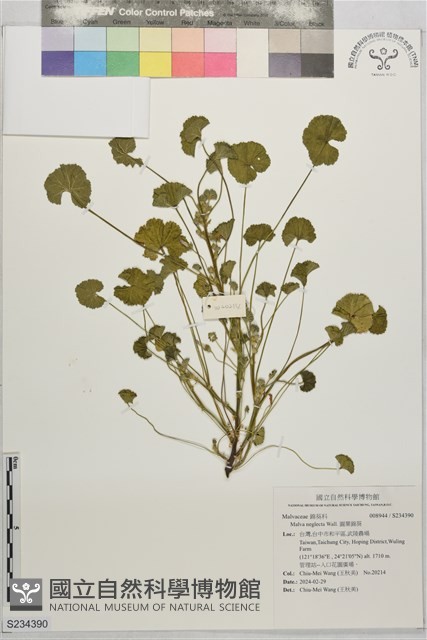 圓葉錦葵藏品圖，第1張