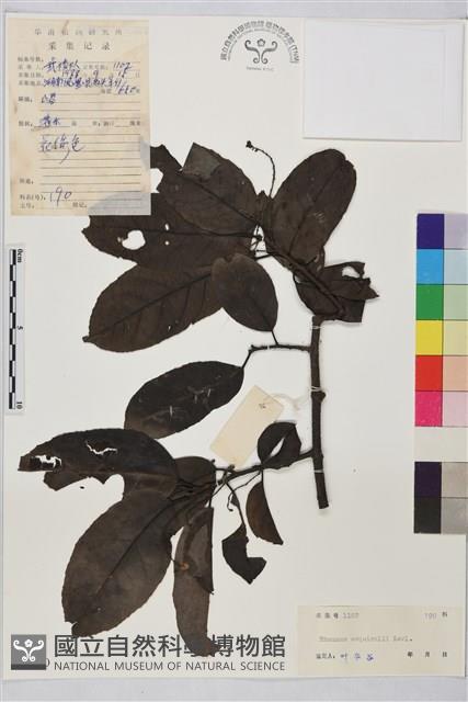 無刺鼠李藏品圖，第1張