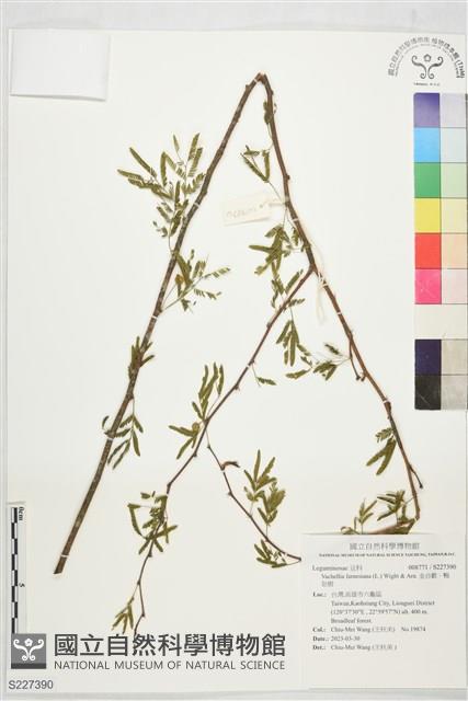 Accession Number:S227390 Collection Image